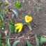 Żółte, kwitnące kwiaty- krokusy zwiastujące koniec zimy.
